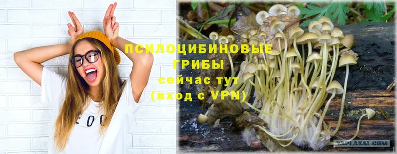 Галлюциногенные грибы Psilocybe Кириллов